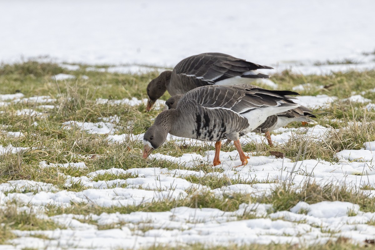 אווז לבן-מצח - ML647697352