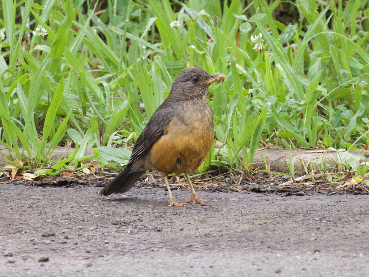 Olive Thrush - ML647697355