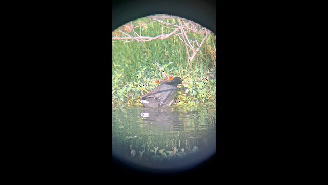 White-winged Coot - ML647697365