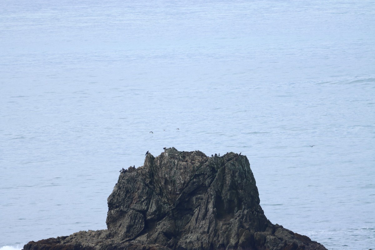 Cocos Booby - ML647697366