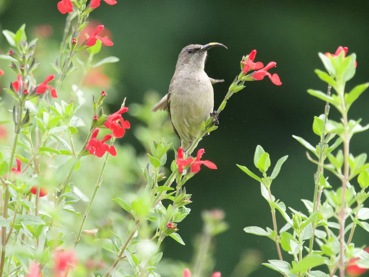 bredbeltesolfugl - ML647697382