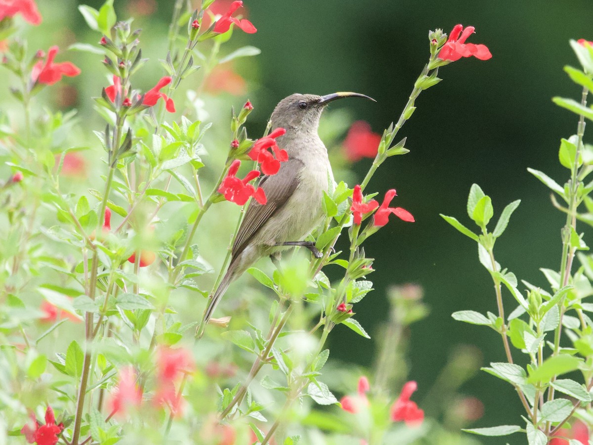 bredbeltesolfugl - ML647697383