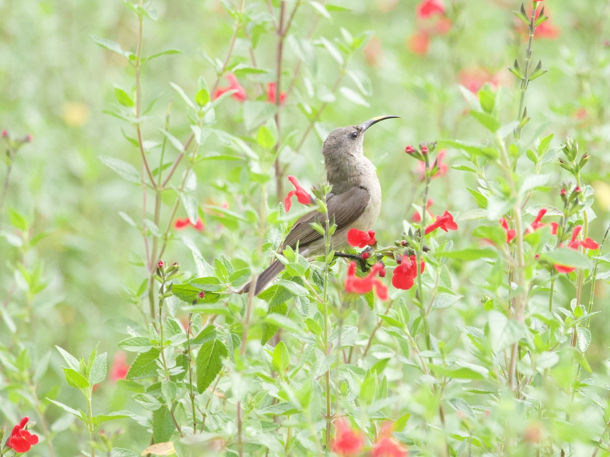 bredbeltesolfugl - ML647697384