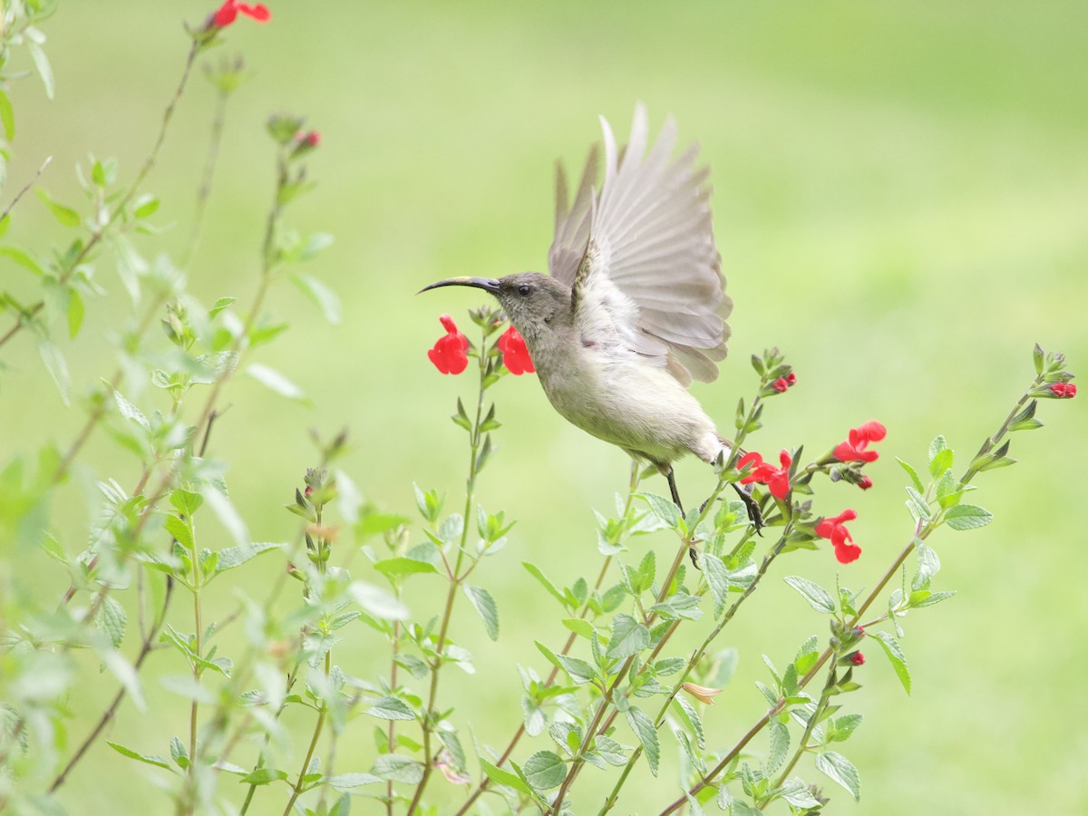 bredbeltesolfugl - ML647697385