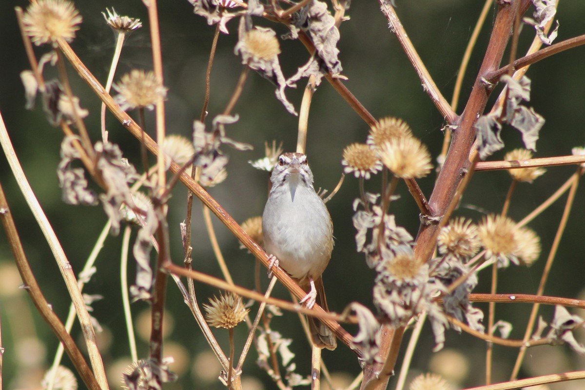 Рыжехвостая овсянка - ML647697392