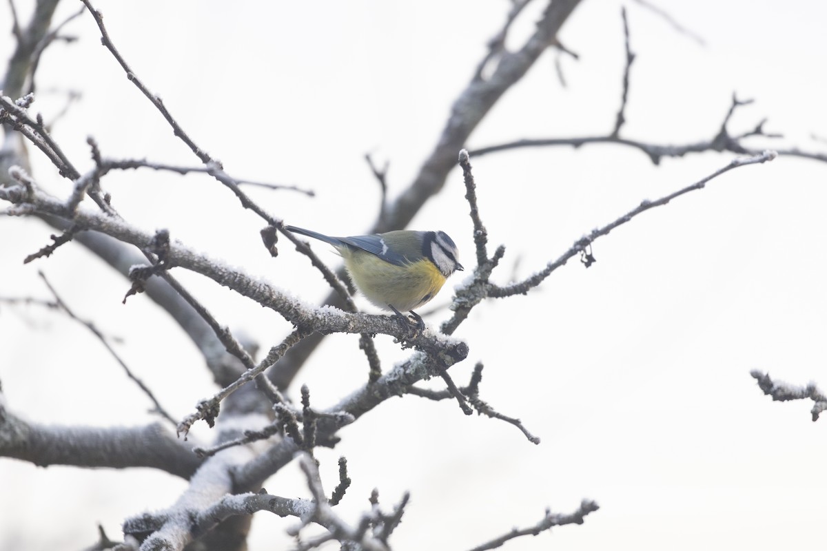 アオガラ - ML647697395