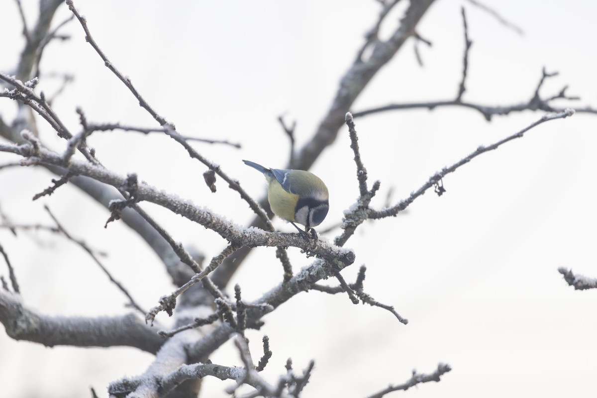 アオガラ - ML647697396