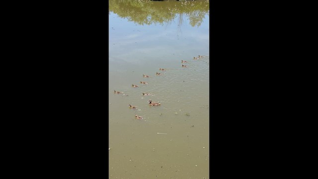 Rosy-billed Pochard - ML647697406