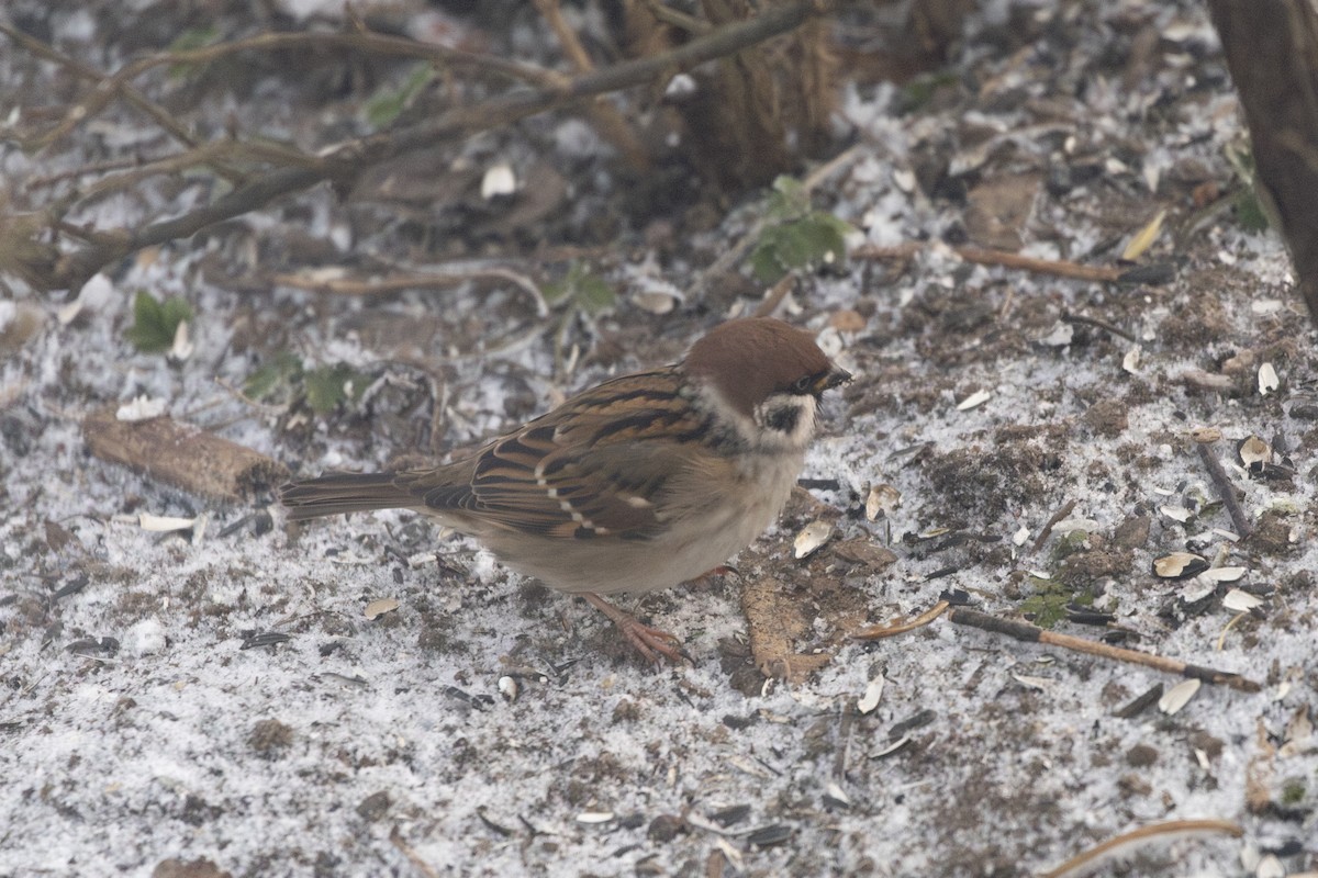 Gorrión Molinero - ML647697429