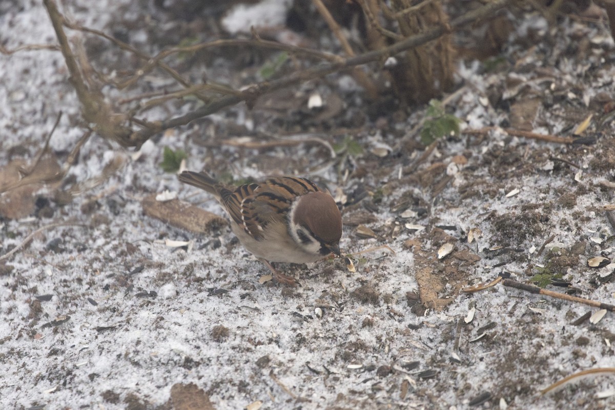 Gorrión Molinero - ML647697430