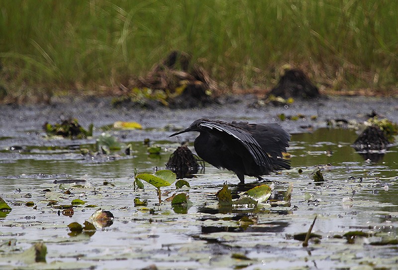 Glockenreiher - ML647697432