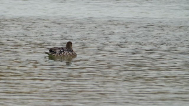 Northern Pintail - ML647697453