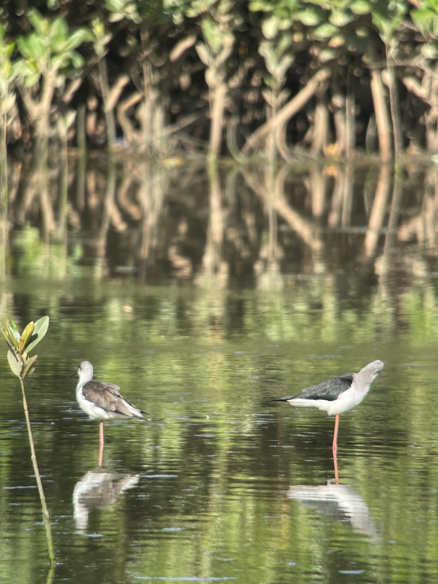 高蹺鴴 - ML647697457