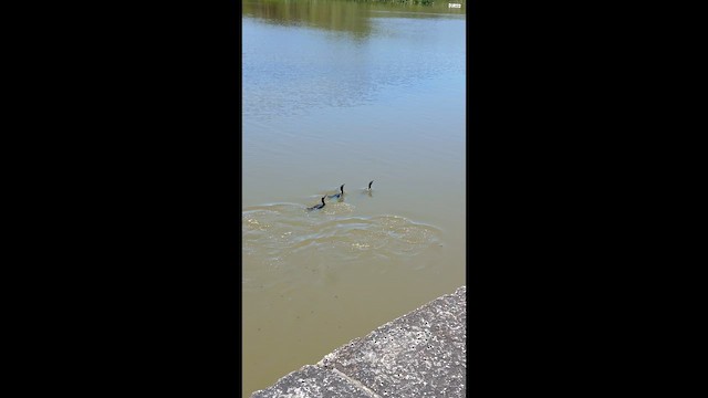 Neotropic Cormorant - ML647697466