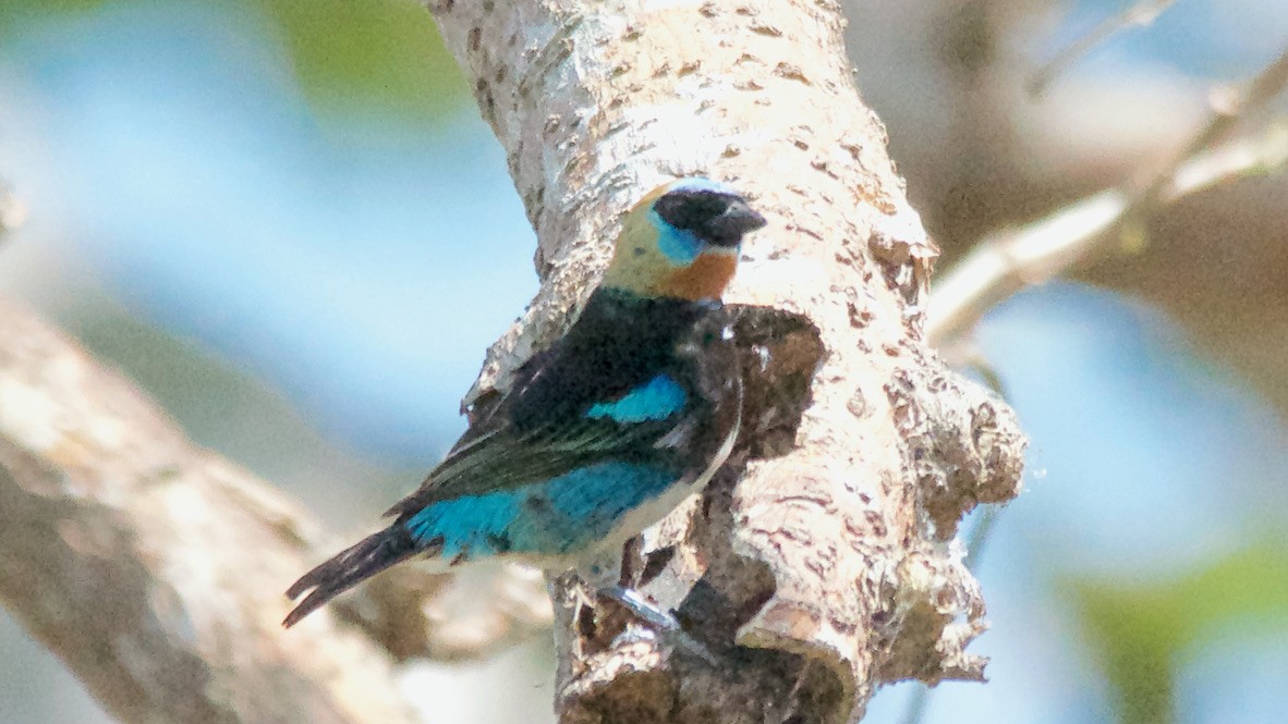 Goldscheiteltangare - ML647697476