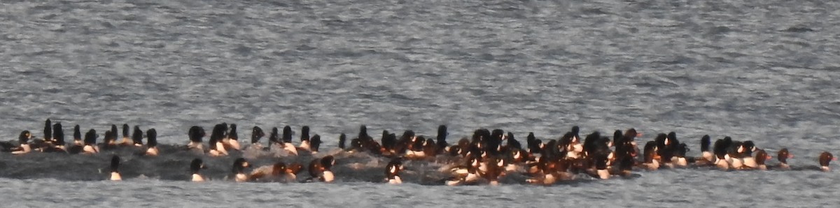 Исландский гоголь - ML647697491