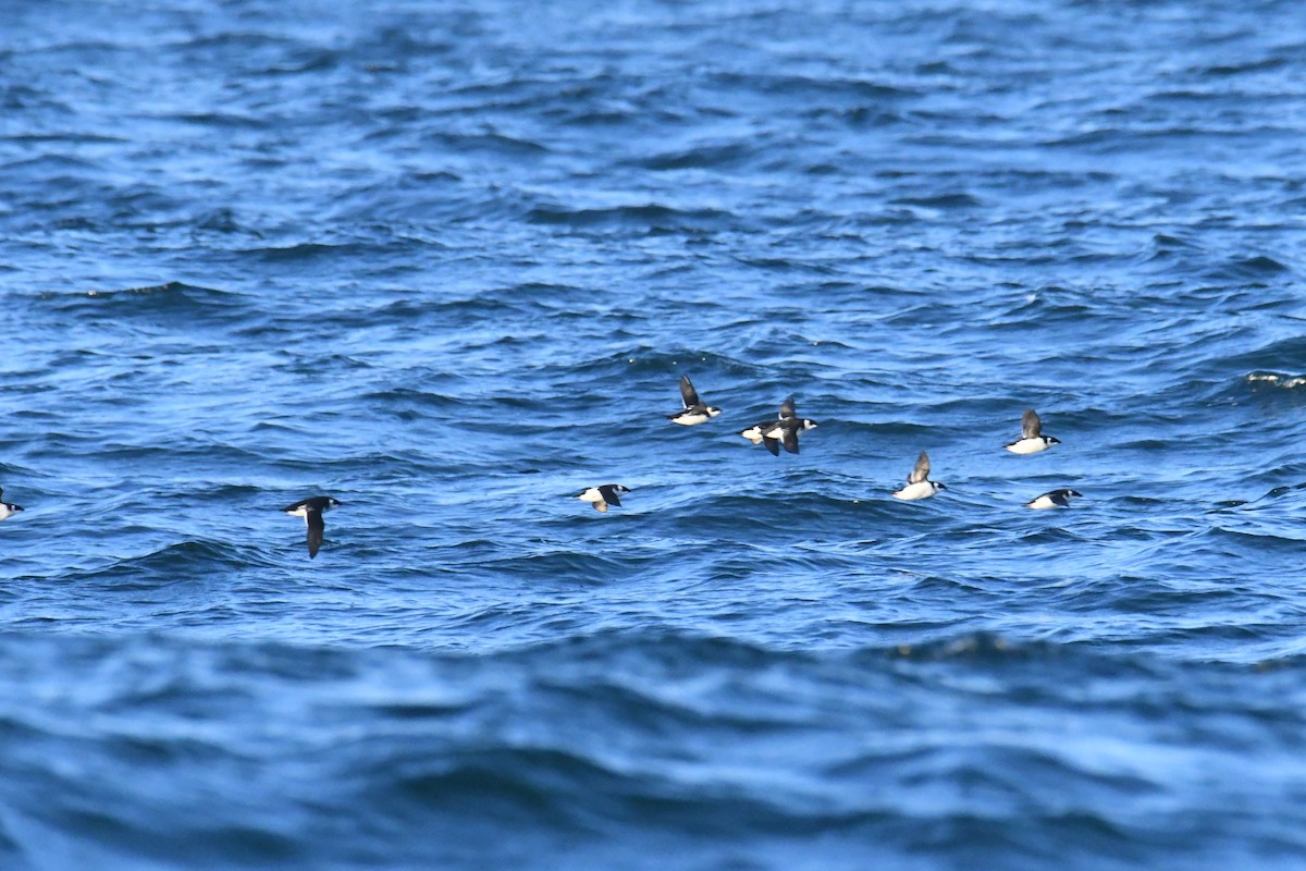 Pottorro txikia - ML647697505