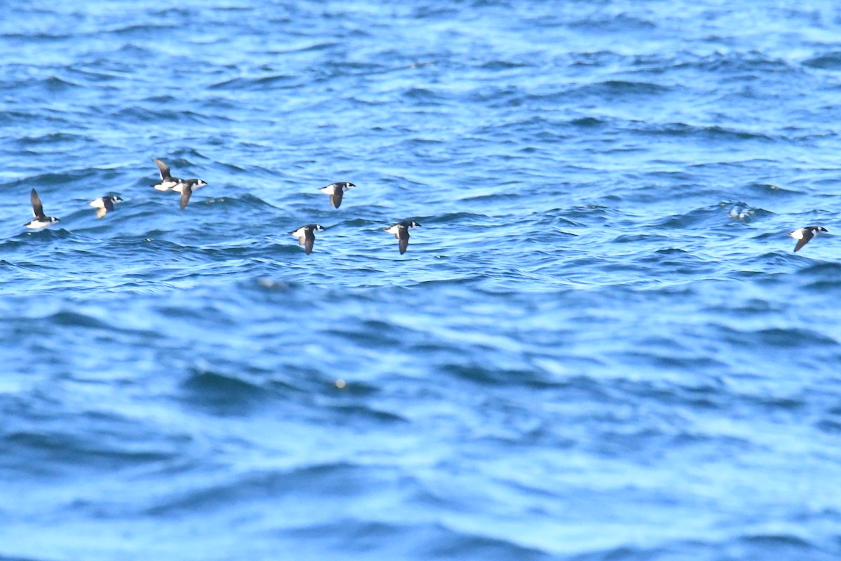 Pottorro txikia - ML647697506