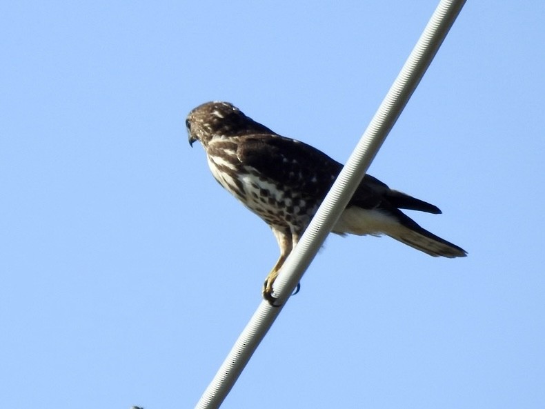 Канюк ширококрилий - ML647697510