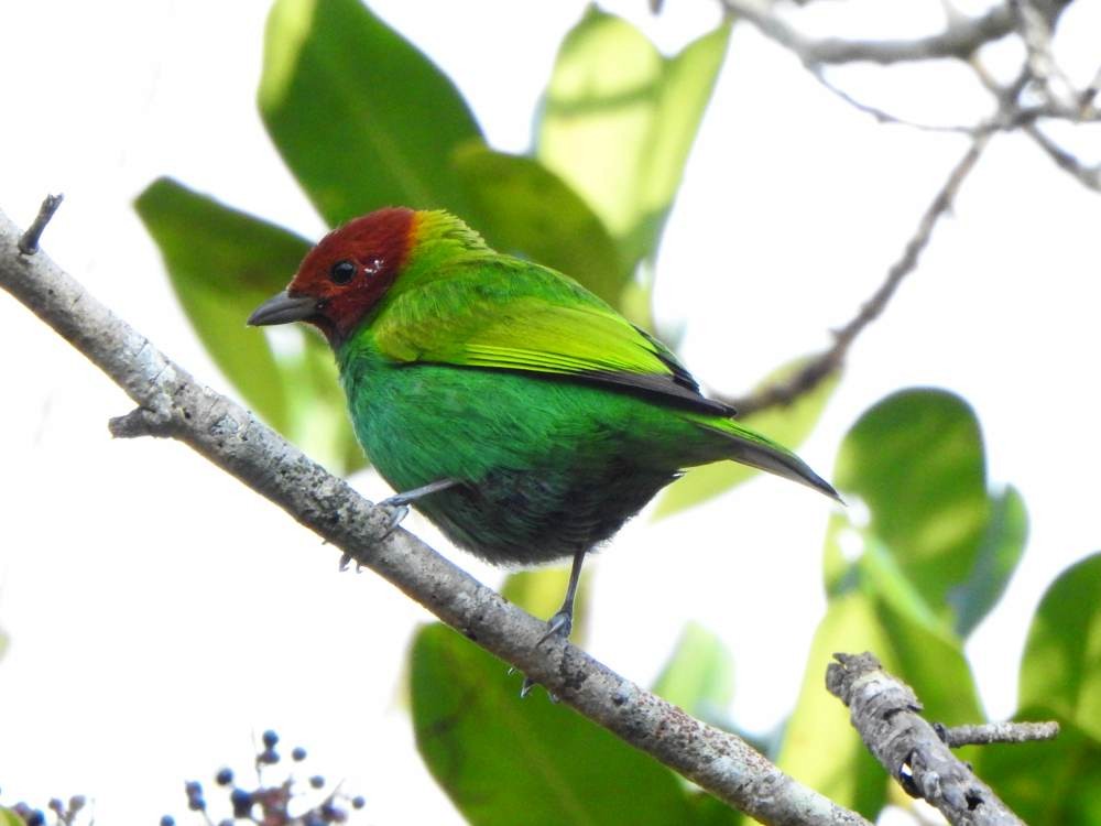 Гирола - ML647697511