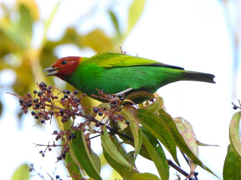 Гирола - ML647697512