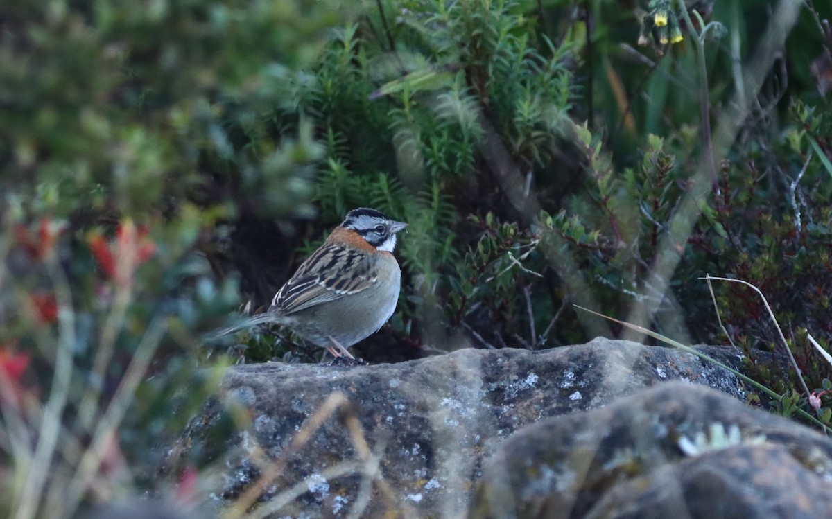 Бруант рудошиїй - ML647697514