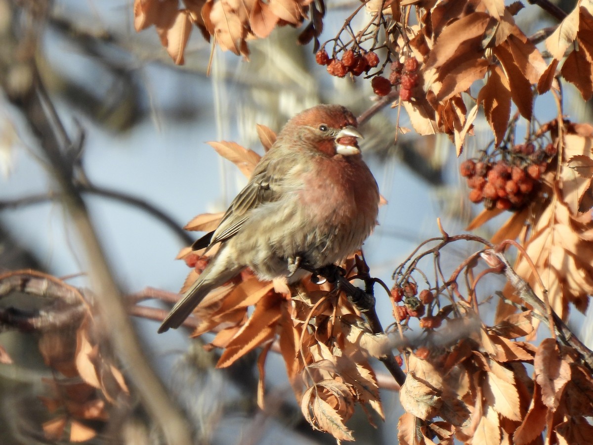 Чечевиця садова - ML647697516