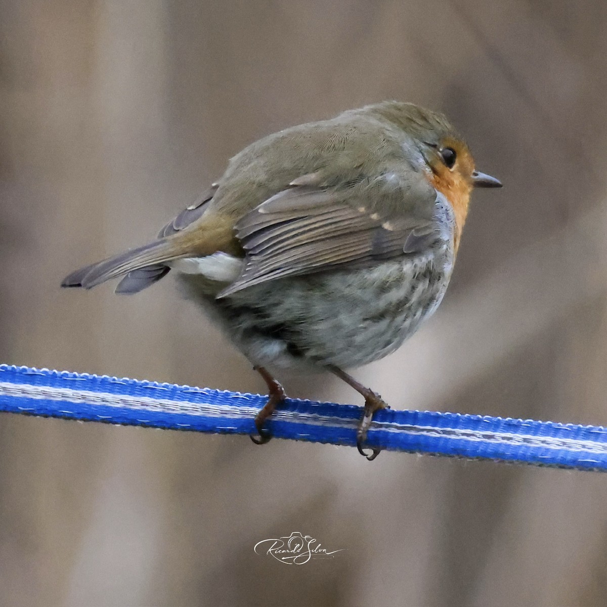 Вільшанка - ML647697517