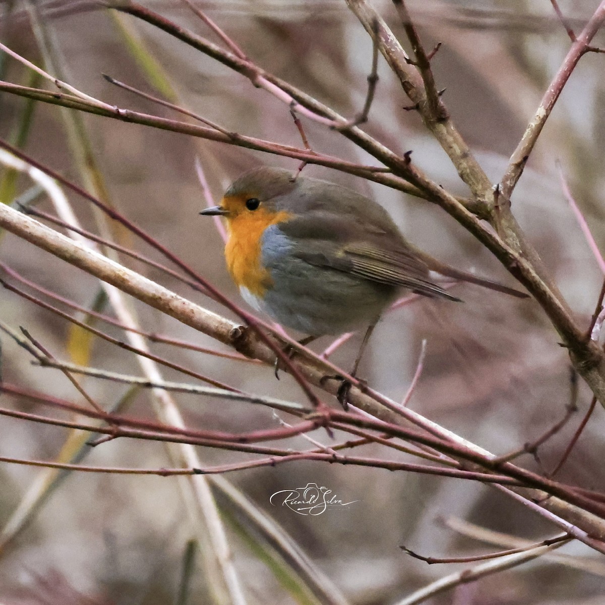 Вільшанка - ML647697518