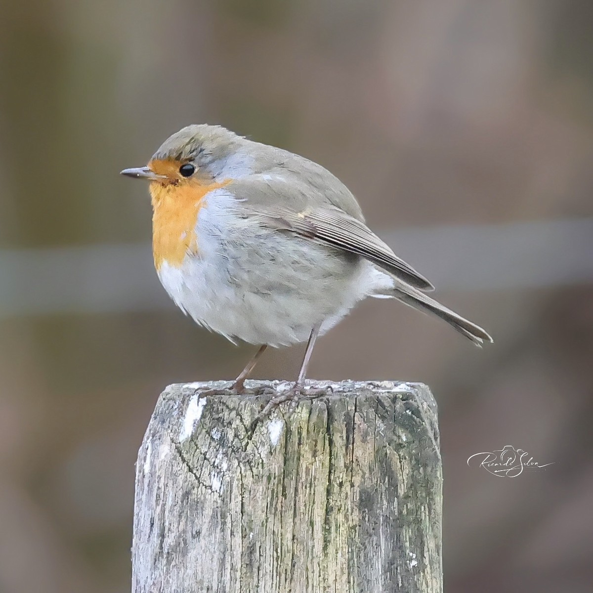 Вільшанка - ML647697520