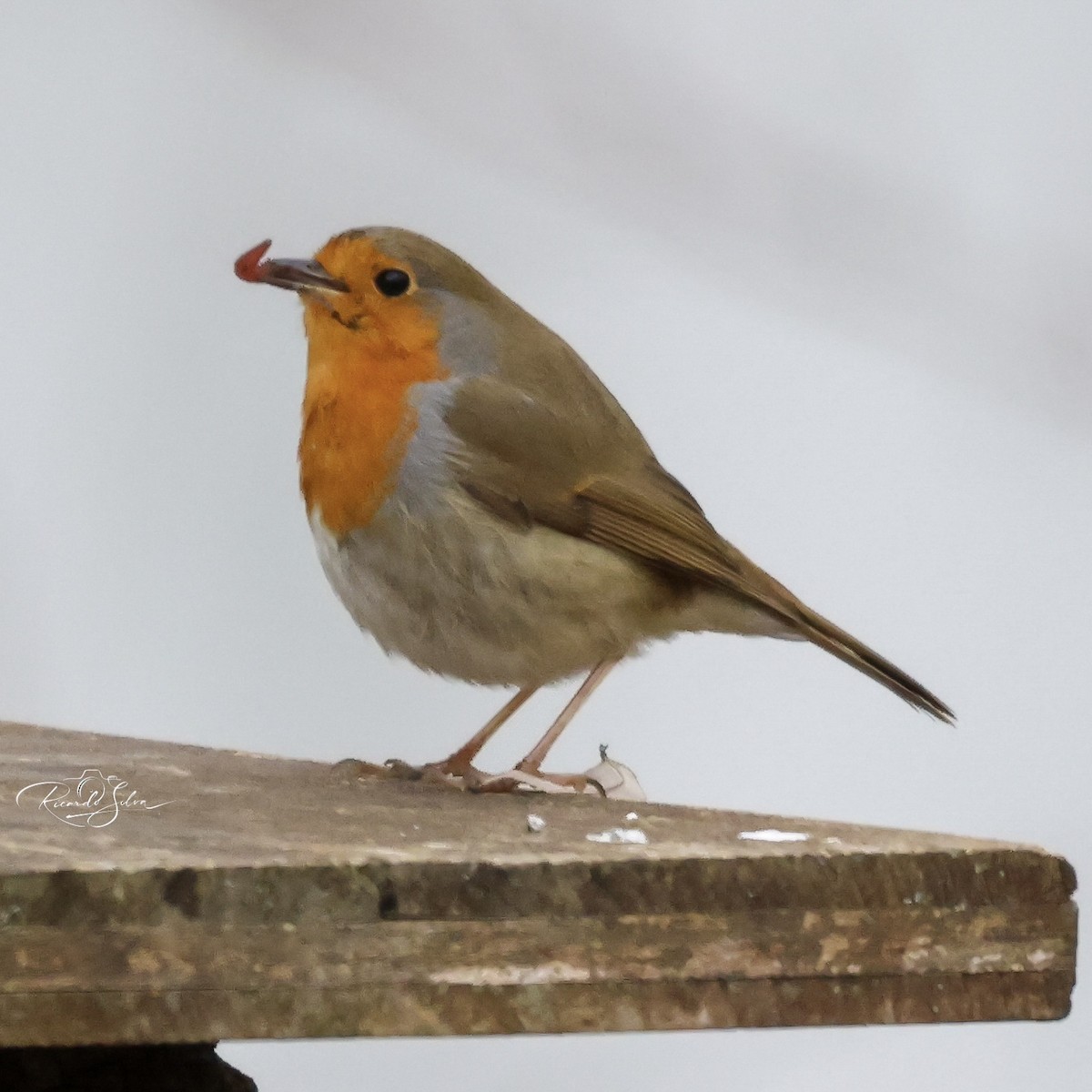 Вільшанка - ML647697521