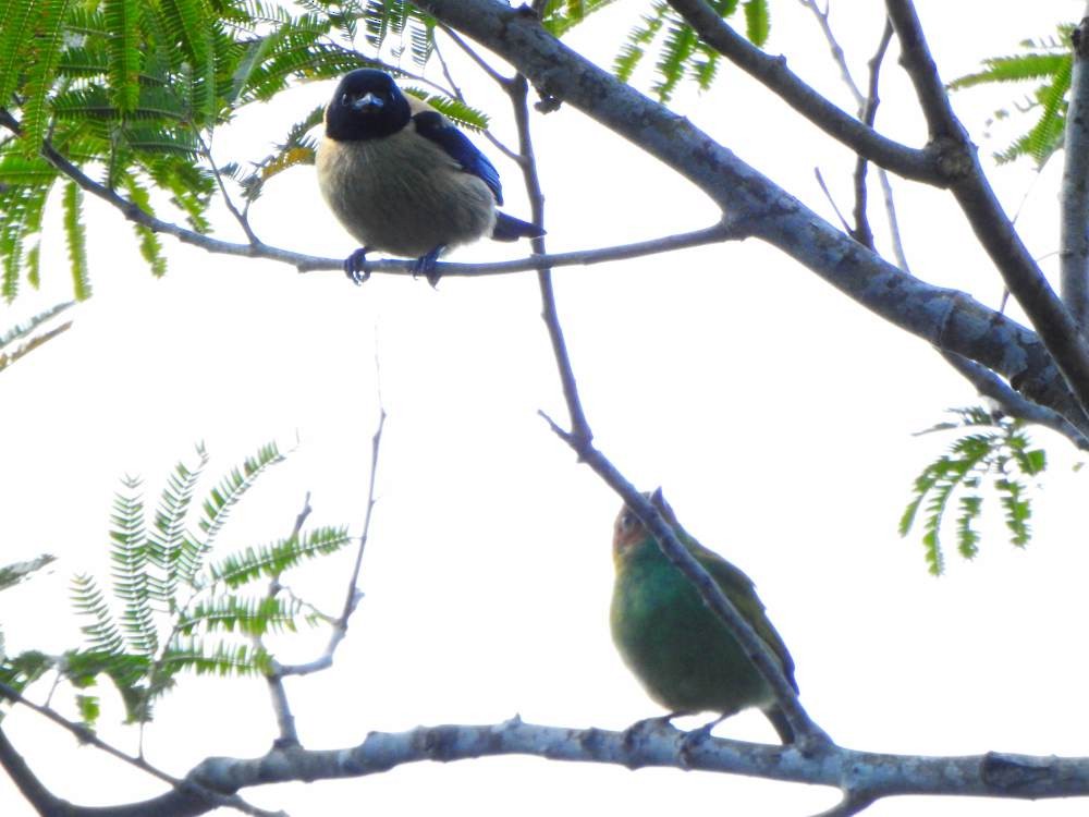 Black-headed Tanager - ML647697522