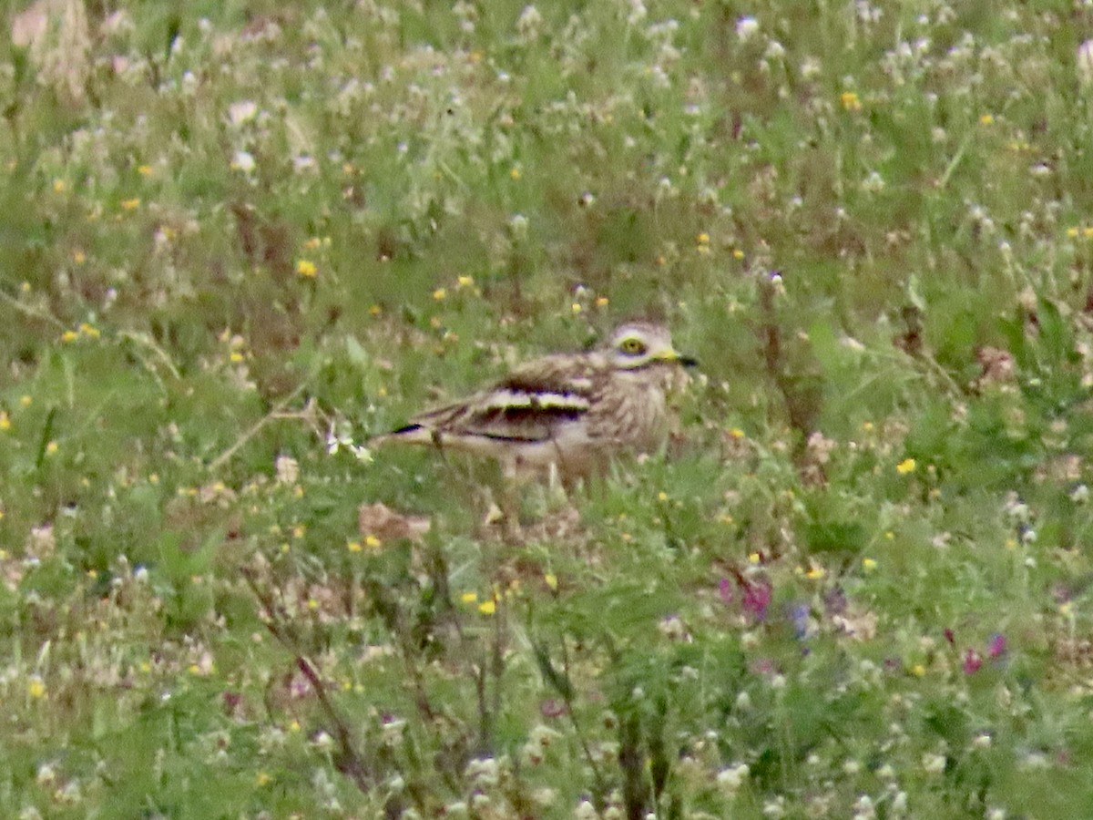 Лежень степовий - ML647697523