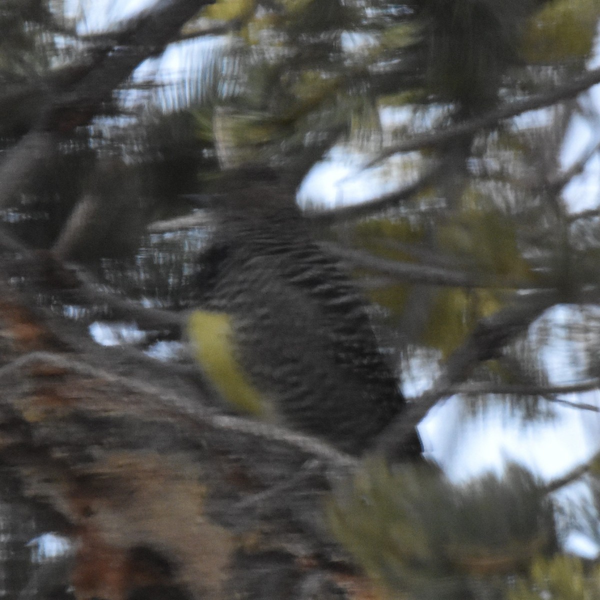 Дятел-смоктун сосновий - ML647697524