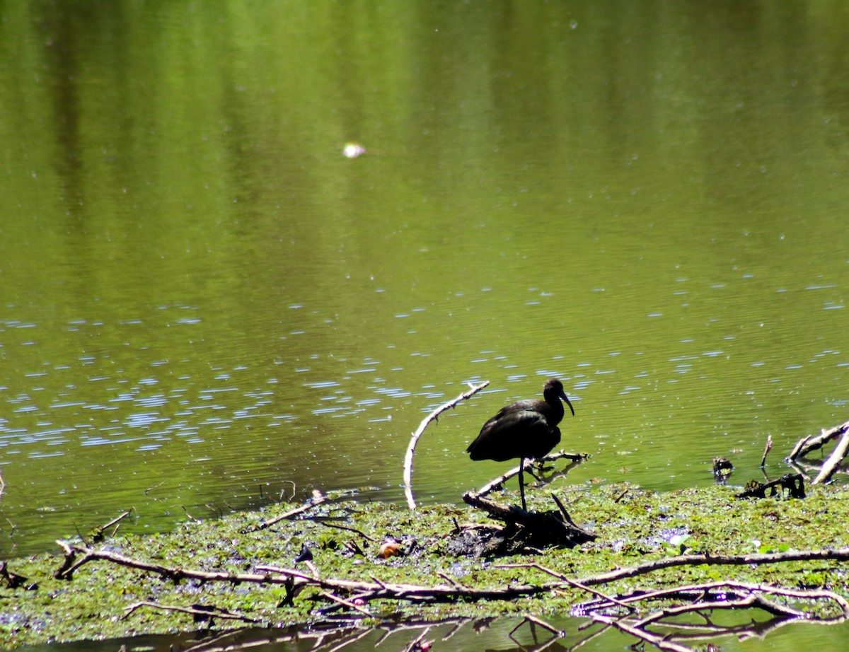 Коровайка американська - ML647697525