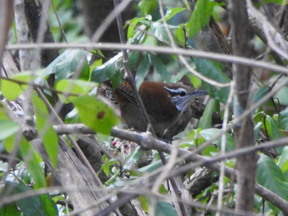 Поплітник іржастий - ML647697526