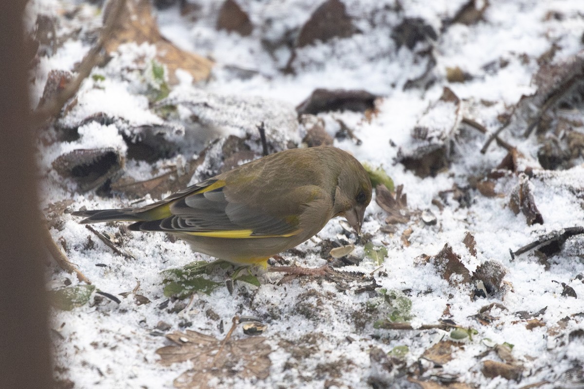 Зеленяк звичайний - ML647697527