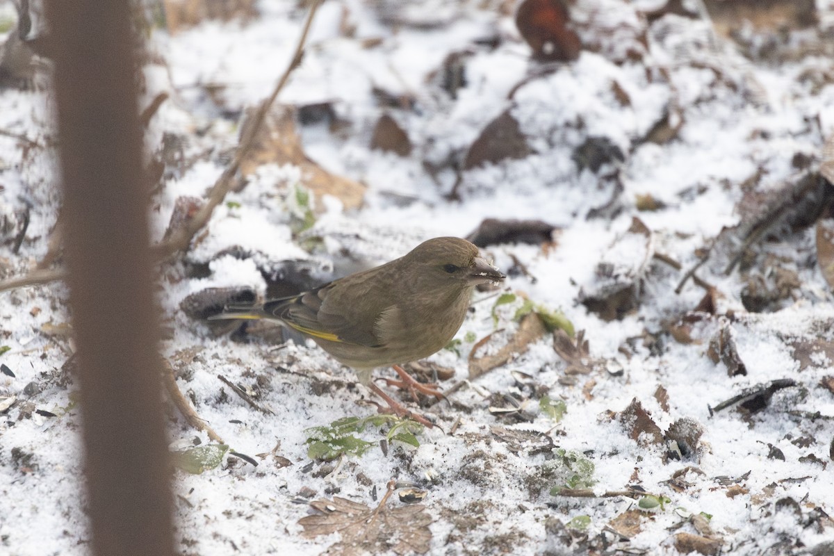 Зеленяк звичайний - ML647697528