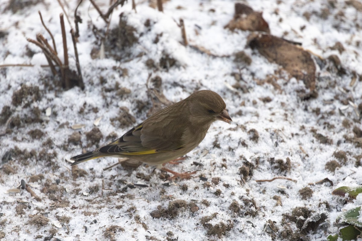 Зеленяк звичайний - ML647697529