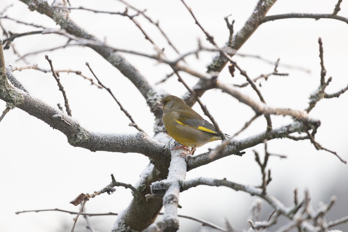 Зеленяк звичайний - ML647697530