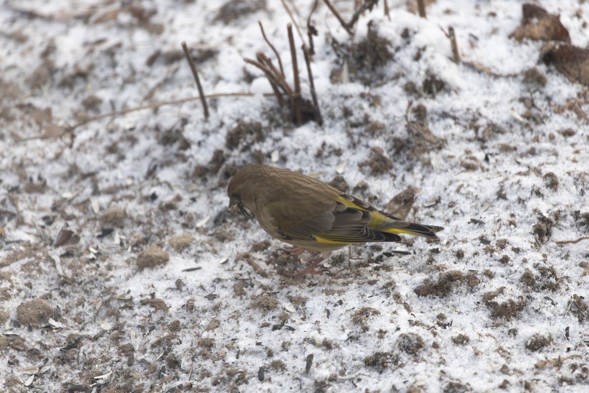 Зеленяк звичайний - ML647697531