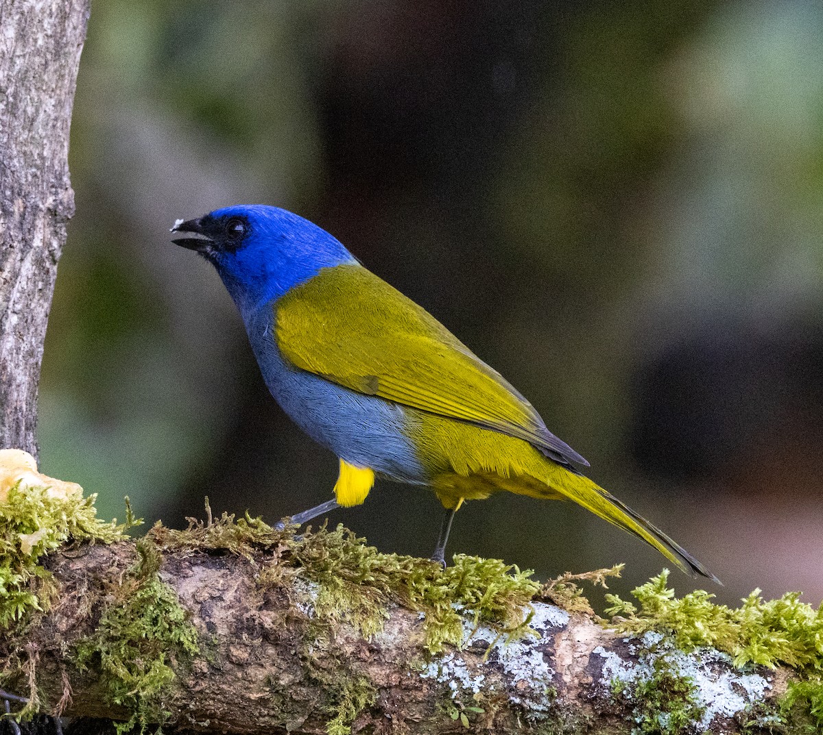 Саяка синьоголова - ML647697532