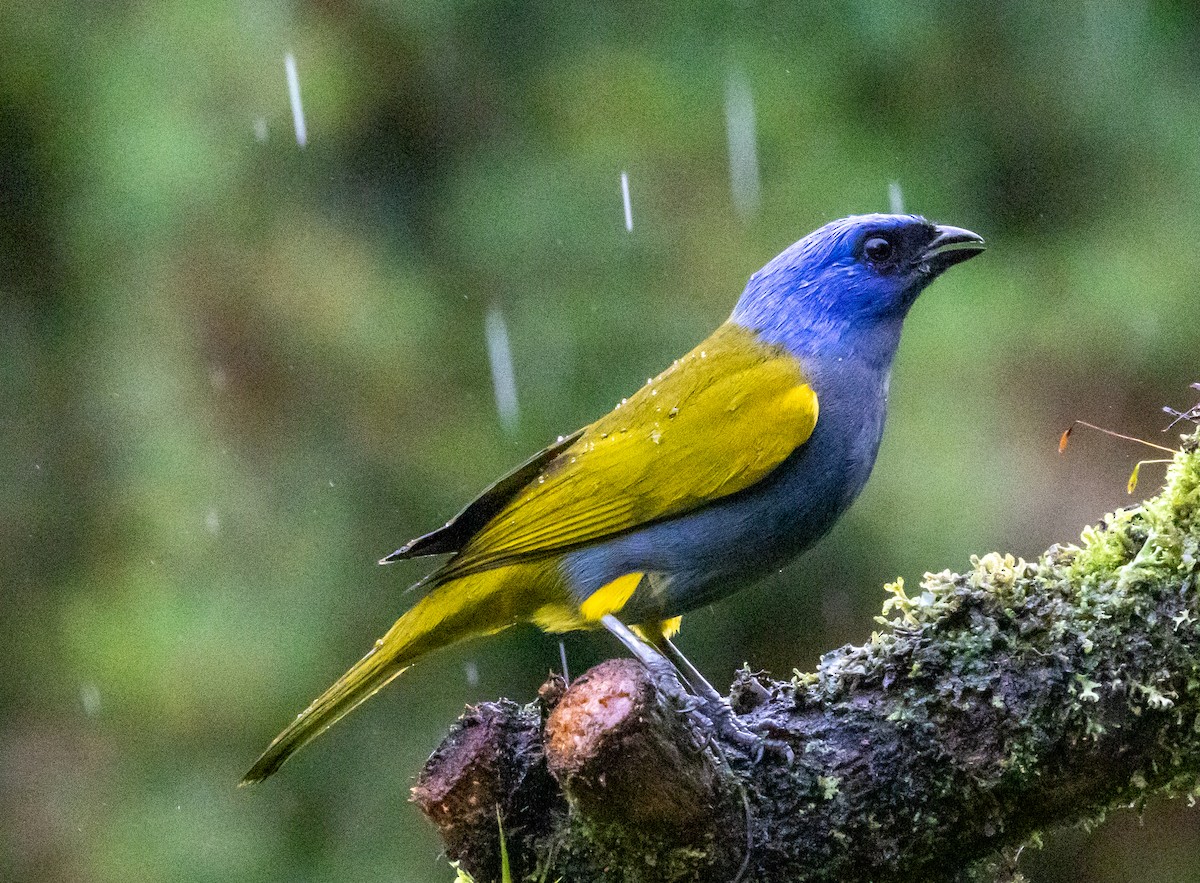 Саяка синьоголова - ML647697533