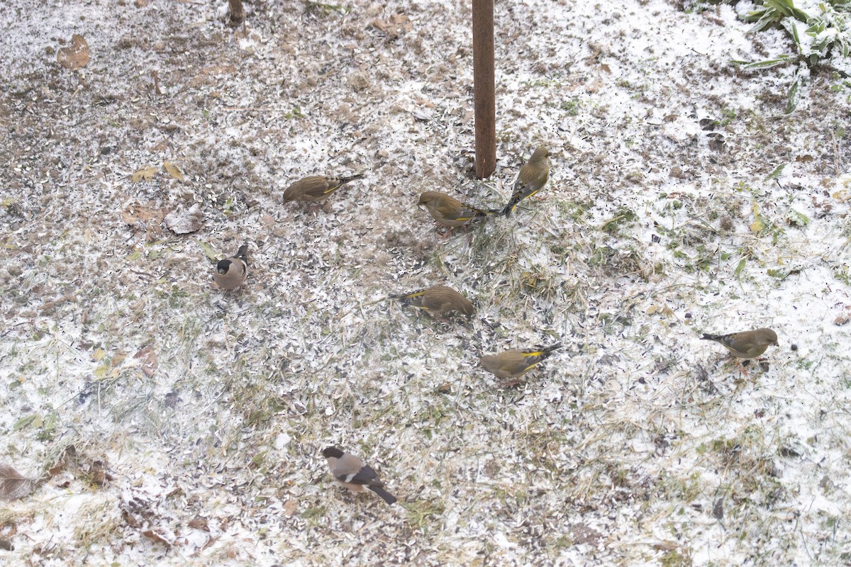 Зеленяк звичайний - ML647697534