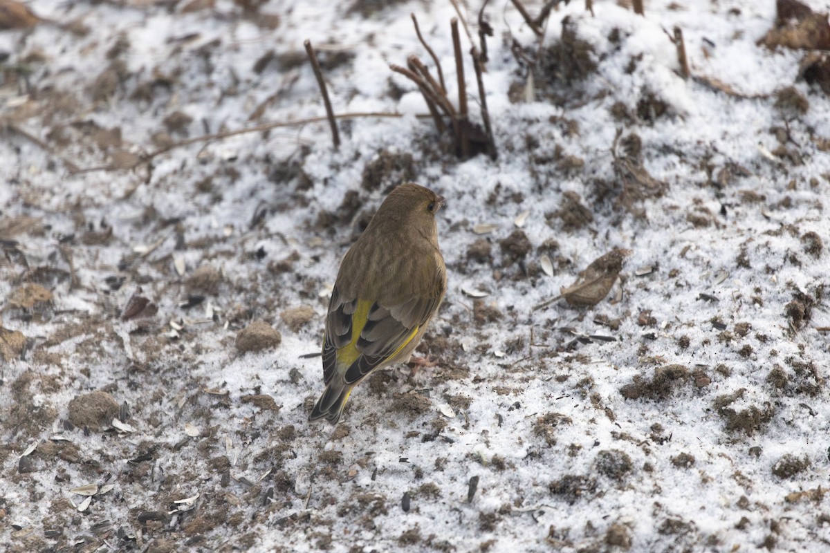 Зеленяк звичайний - ML647697535