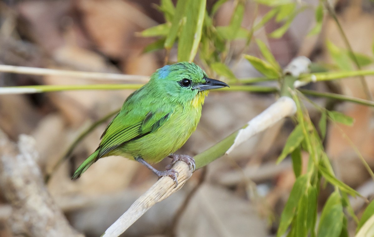 Віреон зелений - ML647697536
