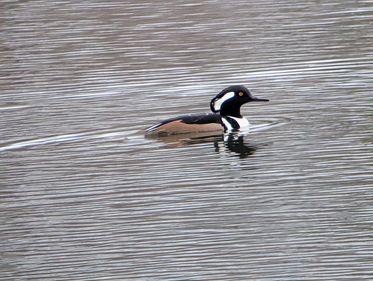 Крех жовтоокий - ML647697537