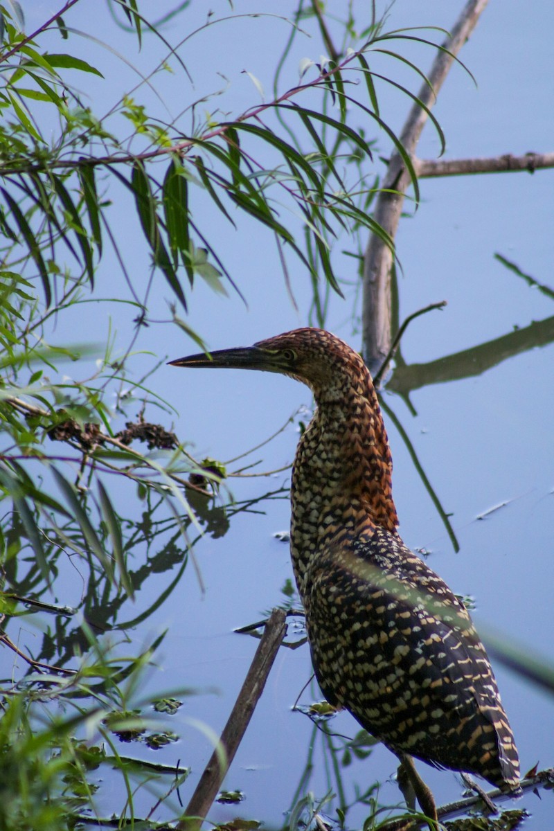 Бушля рудошия - ML647697540