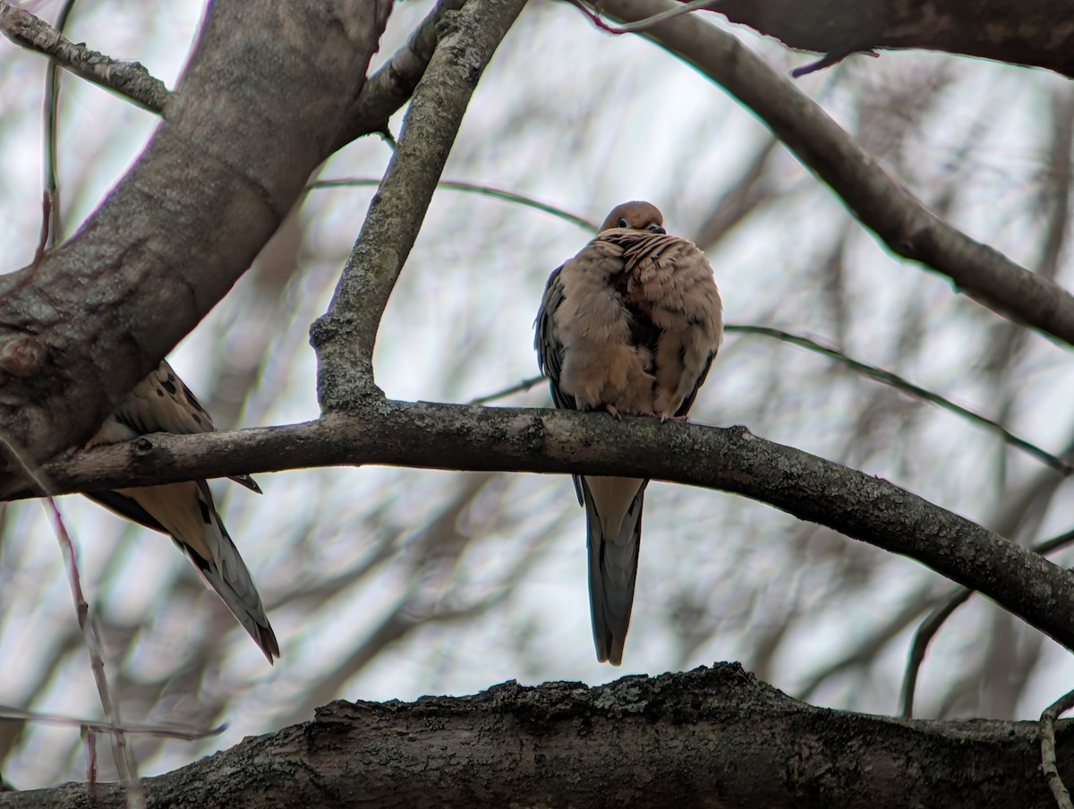Зенаїда північна - ML647697541