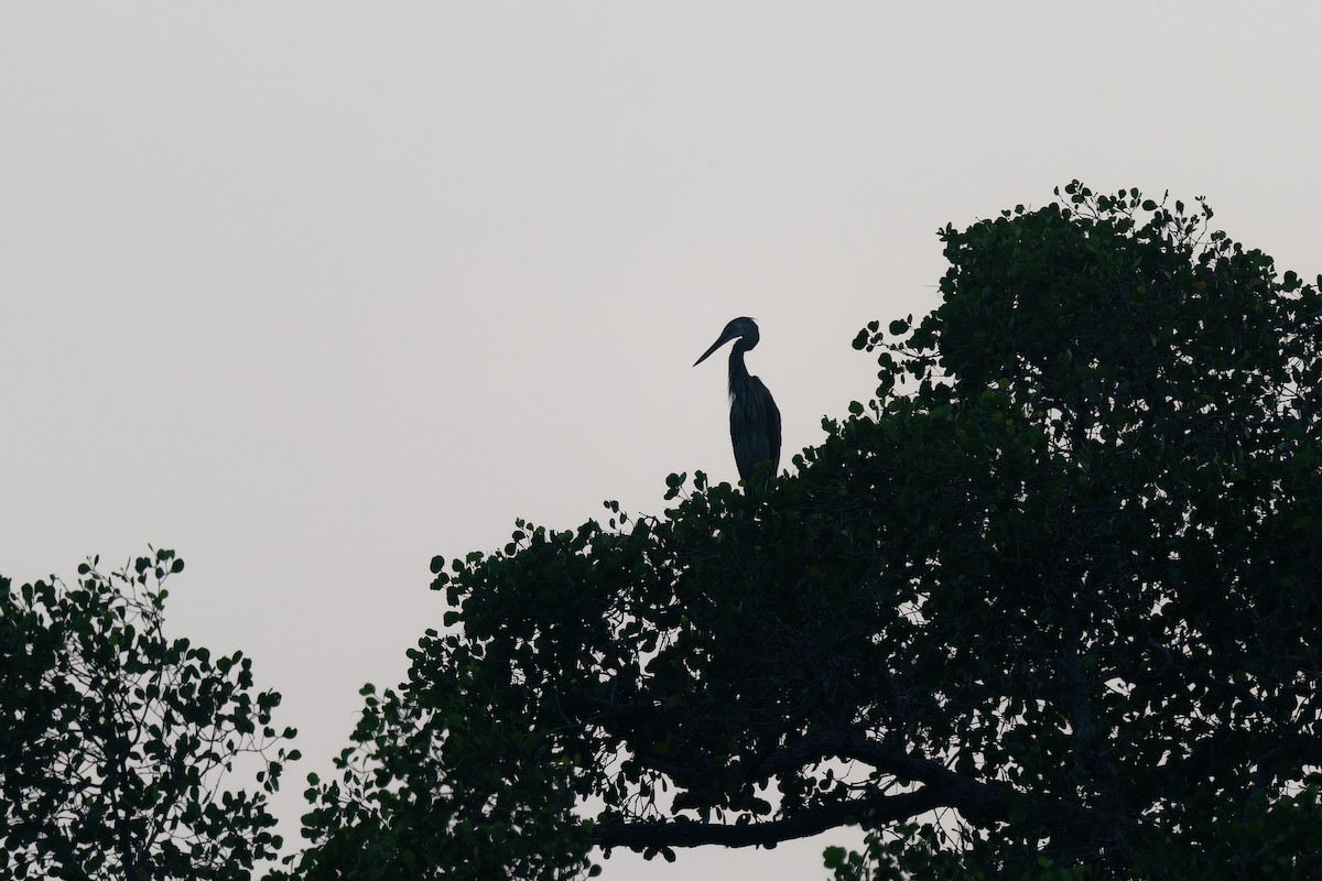 Чапля суматранська - ML647697543